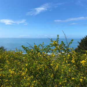 Tall green French broom plants with yellow flowers dominate the foreground, while in the background the ocean extends to the blue horizon.